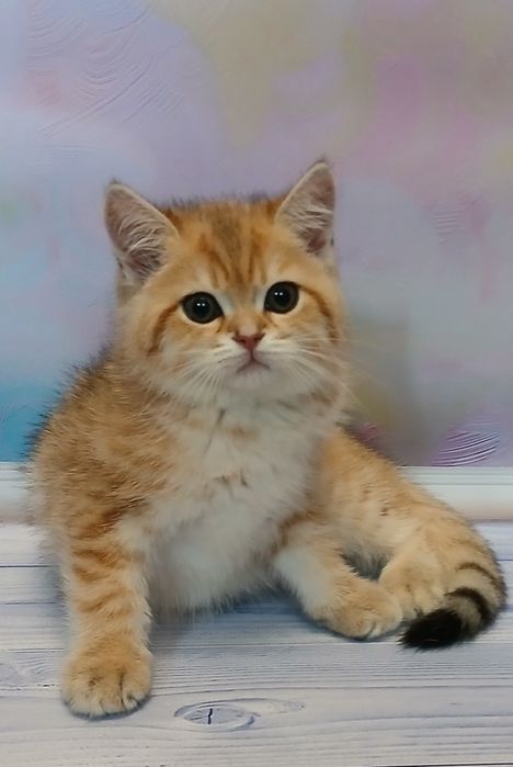 Котик 2,5 місяці золотої шиншили