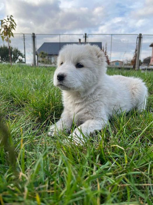 Продам цуценят САО Алабай