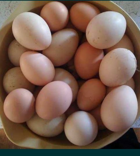 Яйця курячі домашні