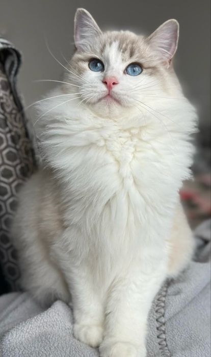 Koteczka Ragdoll blue bicolor lynx
