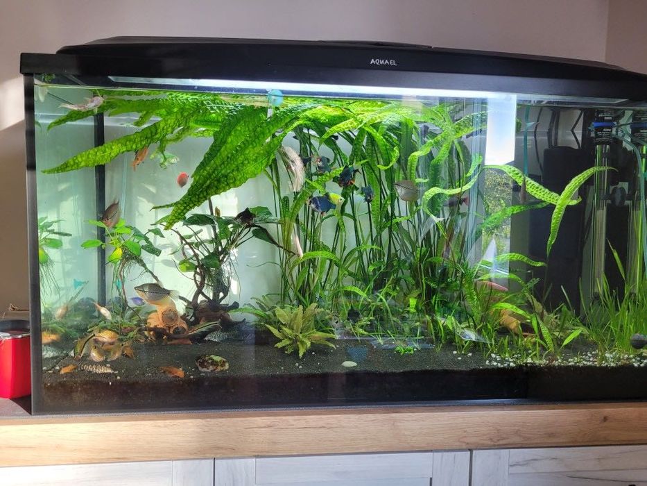 Kompletne akwarium 200 l