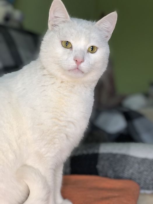 Котик около 4 лет бесплатно