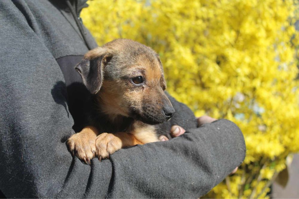 3 miesieczny szczeniak do adopcji. Agatka