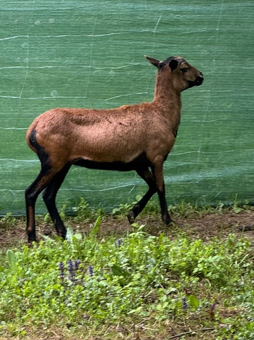 Sprzedam owieczke kameruńską