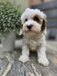 Cockapoo / chłopiec/ cavapoo