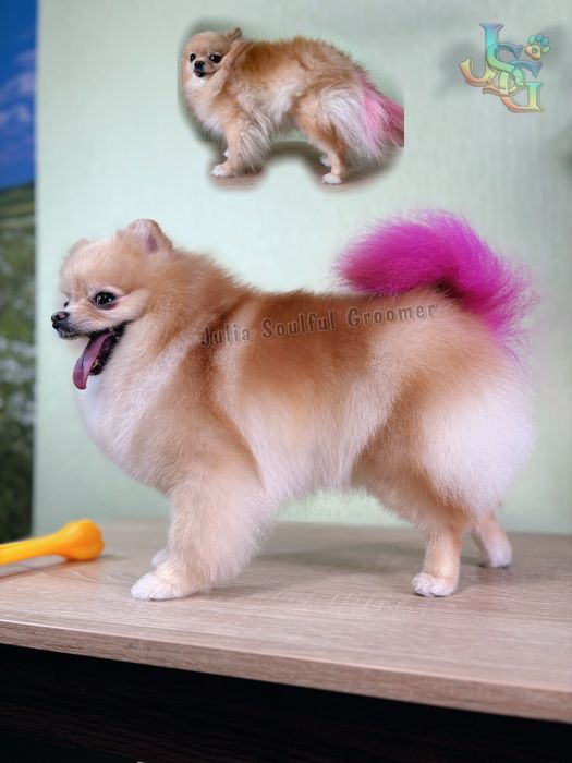 Стрижка собак ~ Грумінг ~ Холодна Гора