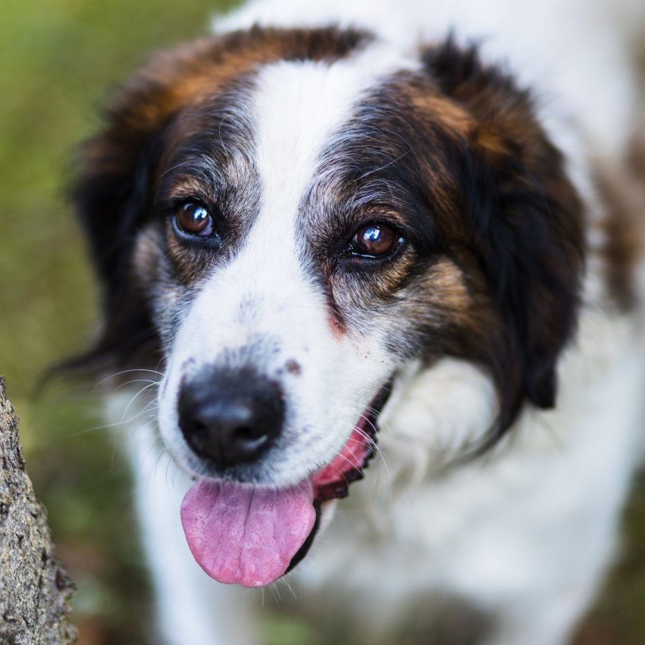 Okolo 9 letni misio pies szuka domu