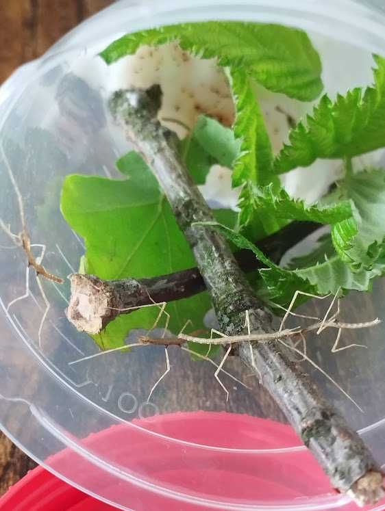 Patyczak rogaty Medauroidea extradentata