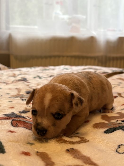 Chihuahua suczka  merle