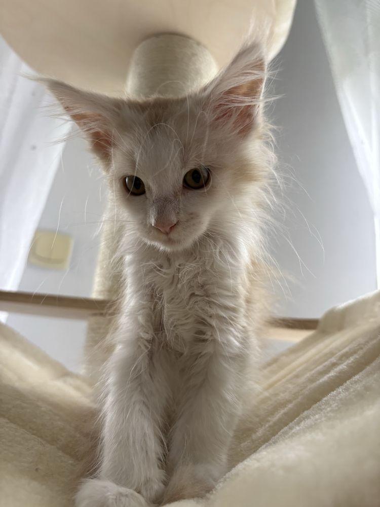 Kocur Maine Coon Gracjan