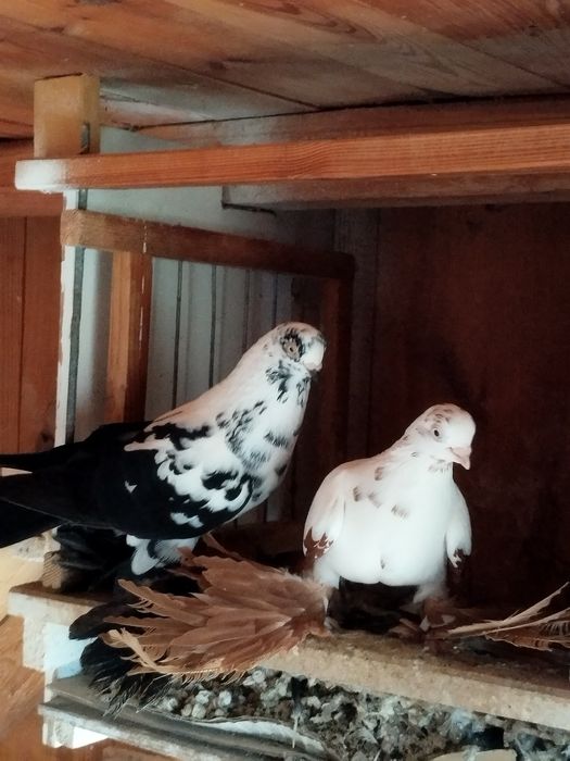 Widyny,wiedyny, gołębie ozdobne