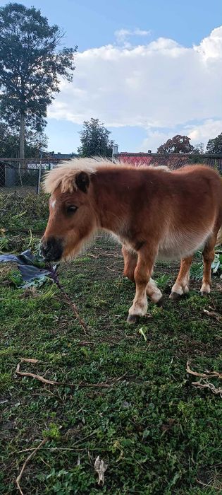 Kuc Szetlandzki roczny