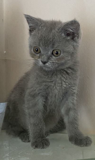 Чудове короткошерсте британське кошеня-хлопчик.