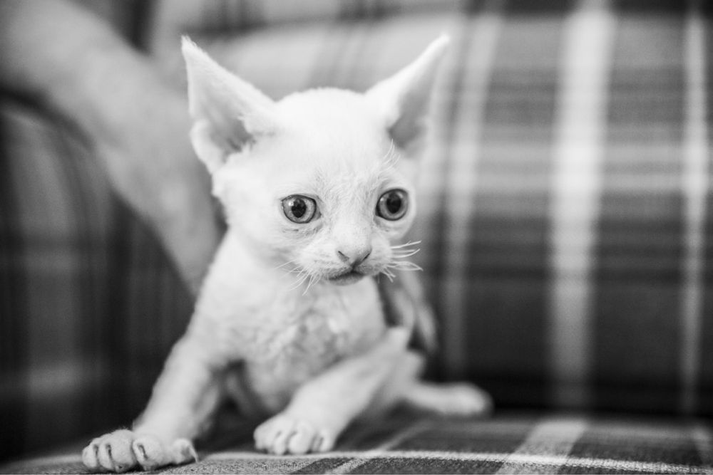 Devon rex biała koteczka FPL