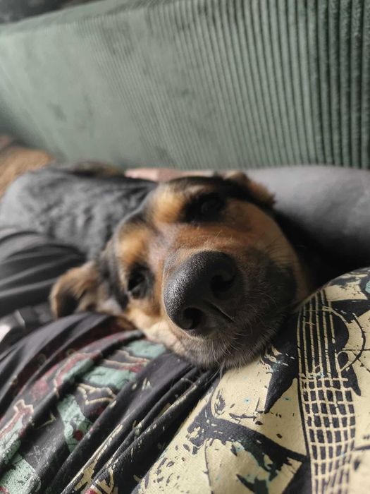 Oddam suczkę do Adopcji, Bajka szuka nowego domu