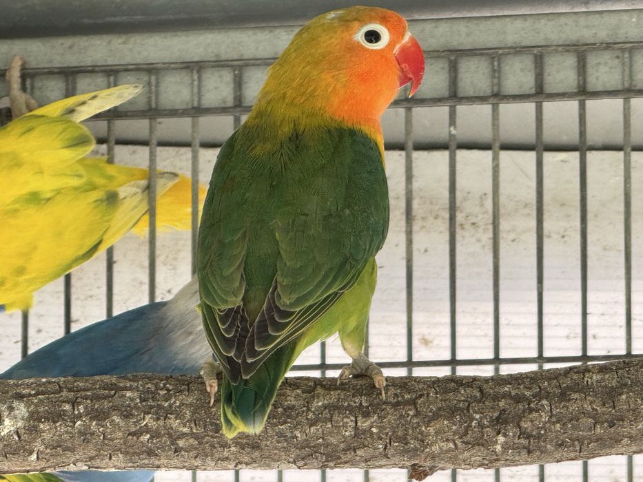 Agapornis fischeri 2025