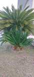 Rebentos Cyca Revoluta