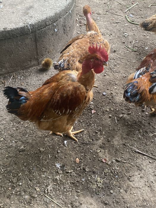Galos para cabidela
