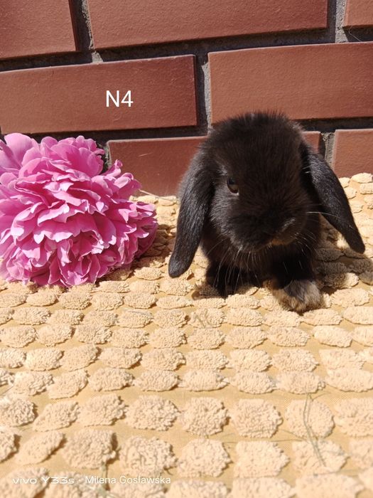 Mini lop, królik miaturka, króliczek baranek, karzełek