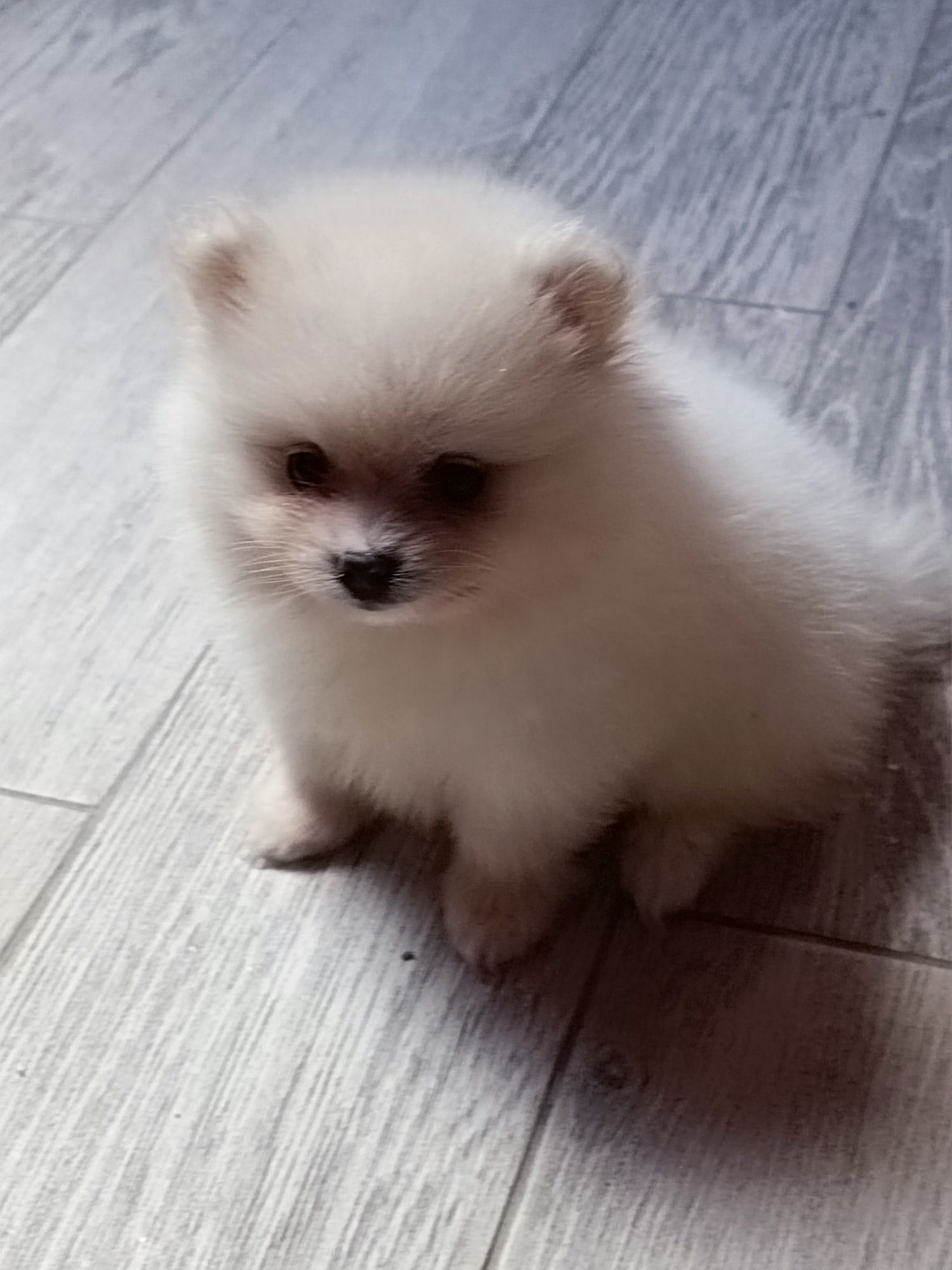 Pomeranian piesek
