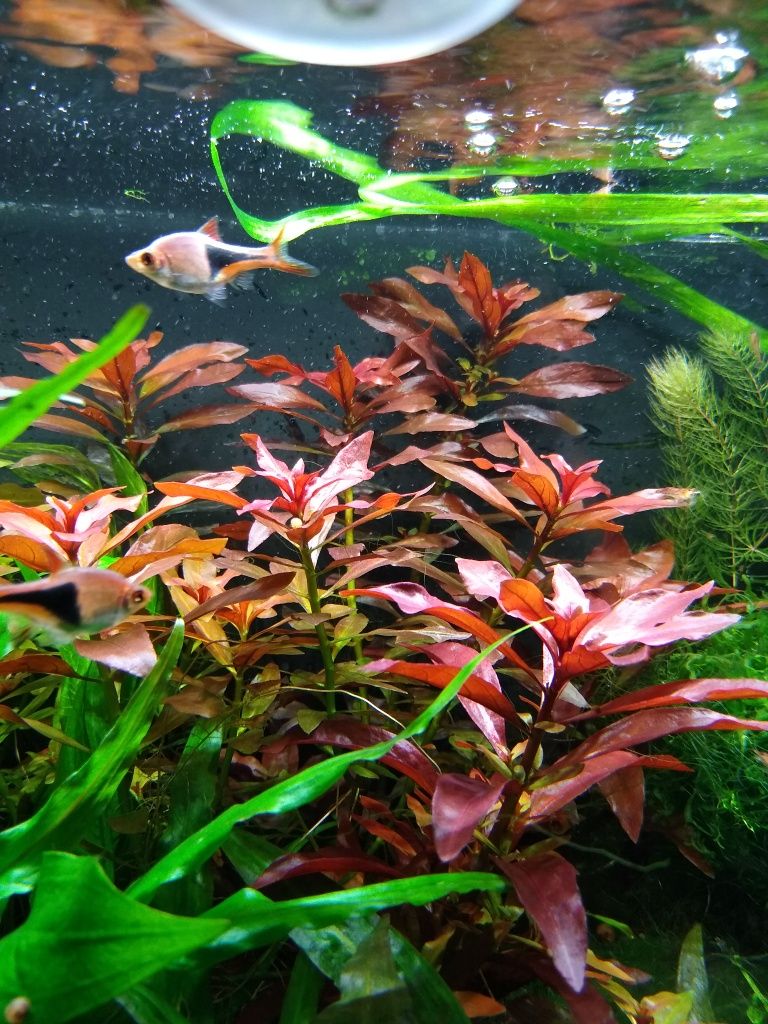 Ludwigia Repens Rubin czerwona roślina do akwarium