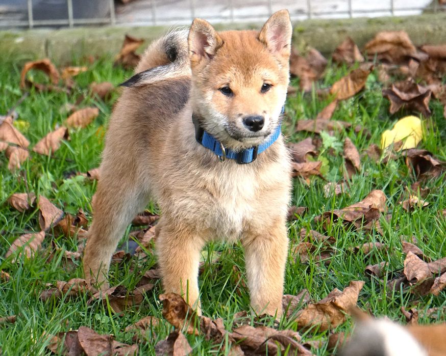 shiba inu czerwony piesek szczeniaczek