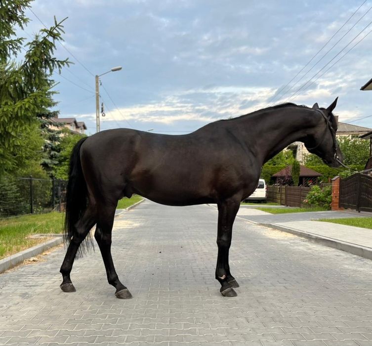 Wałach małopolski 4 lata