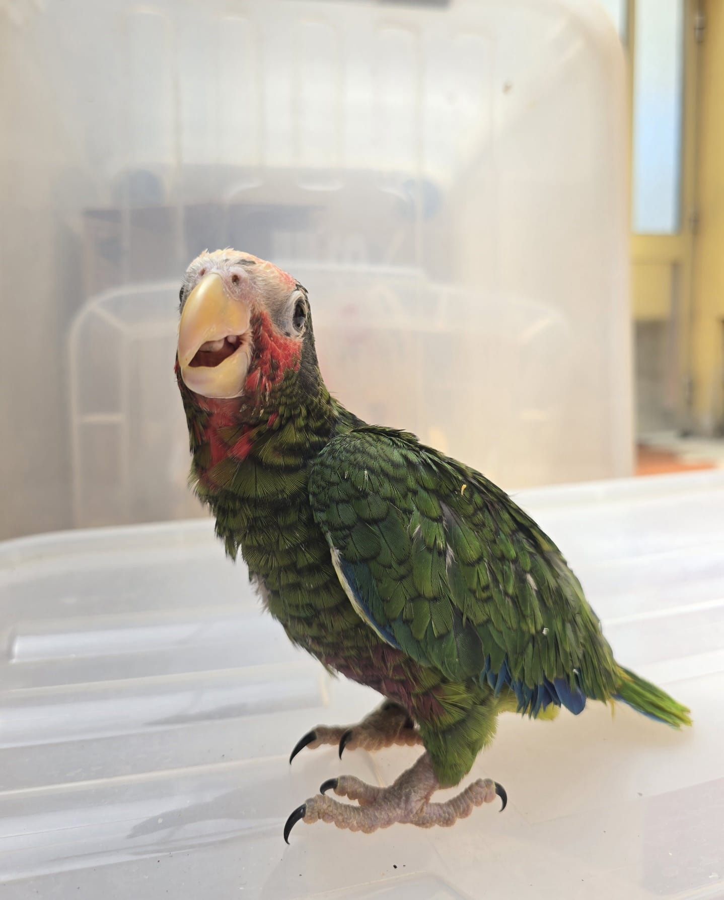 Amazona leucocephala (cubano)