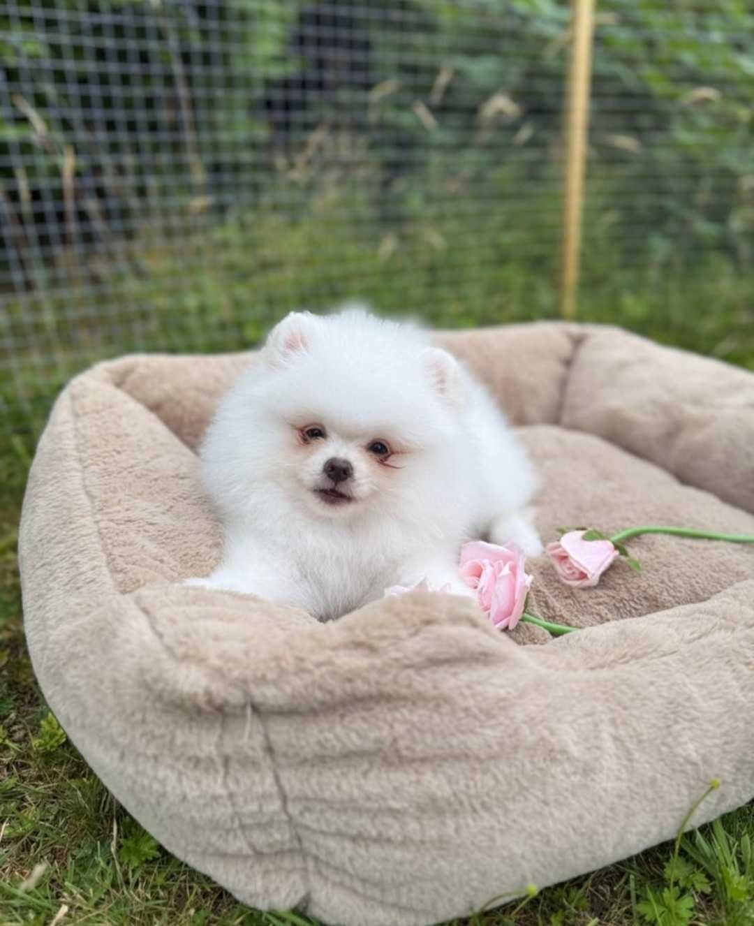 Szpic Miniaturowy Typ Boo