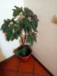 Vaso   de planta
