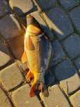 Karp handlowy, kroczek sprzedam