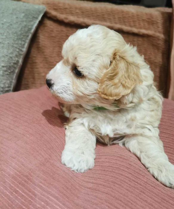 Słodki piesek Maltipoo