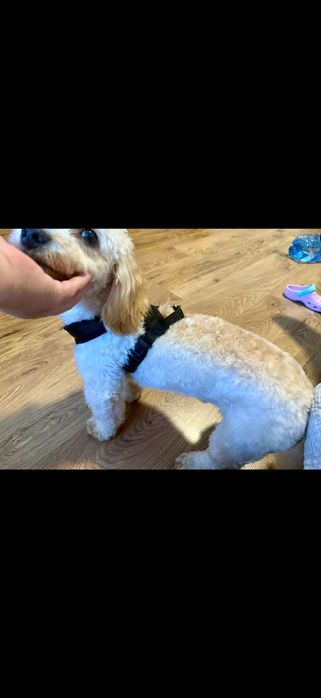 Maltipoo 13mc odchowany