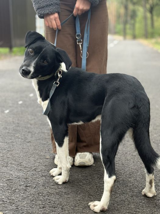 Лаккі шукає родину