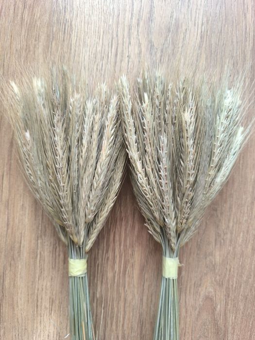 Колоски пшениці жита льон сухоцвіти для декору дідуха