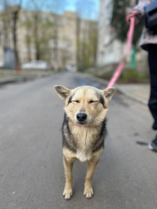 ОТДАЕМ СОБАКУ бесплатно, очень добрая