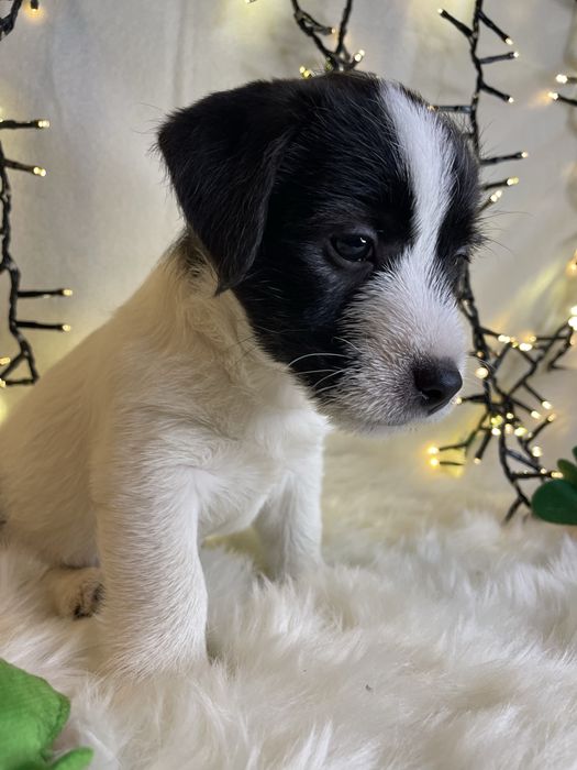 Szczeniak Jack Russell Terrier (FCI)