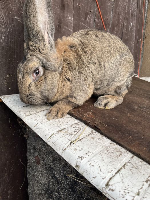 Sprzedam królika Belgijskiego