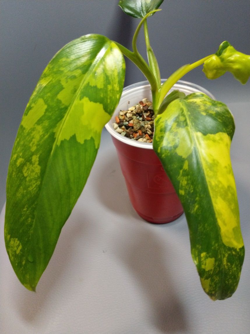 Philodendron Domesticum Variegata