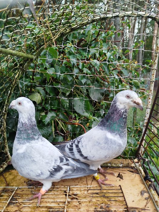 Gołębie staropolskie Młode 2025 Po tej parze ostatnia para z 2024 r  l