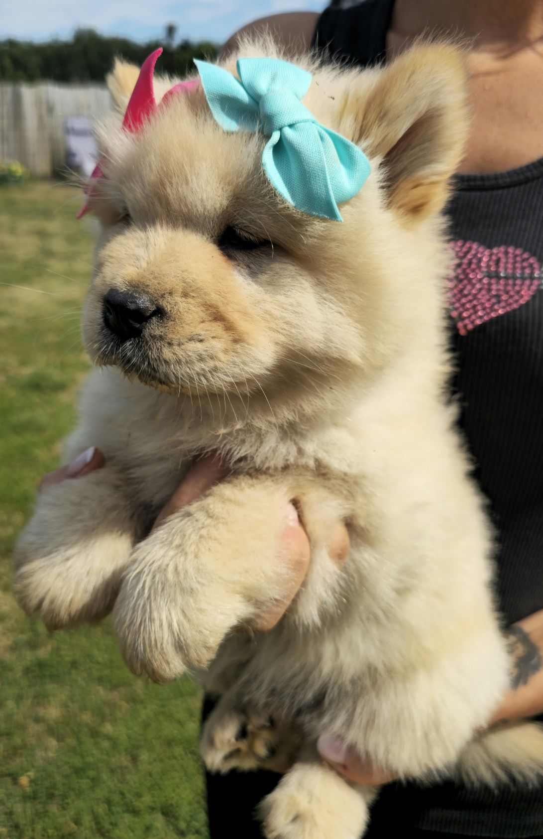 Sunia cream chow chow