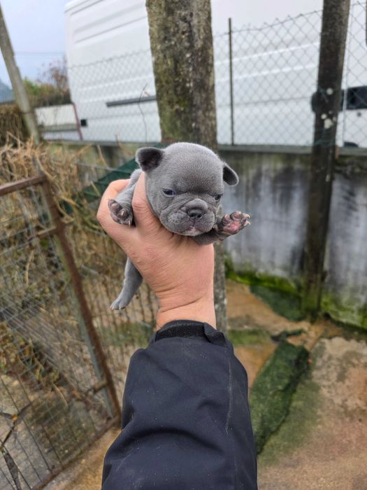 Bulldog frances blue mqcho
