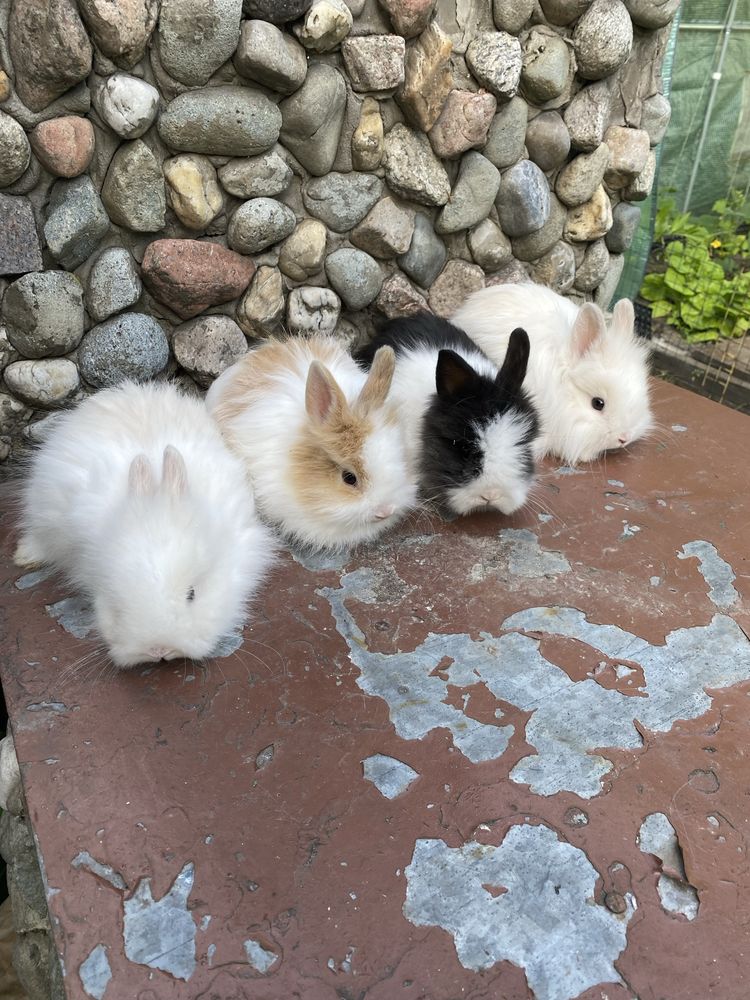 Karzelki teddy sa juz do odbioru.