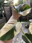 Szczyt Monstera variegata big form duze liscie