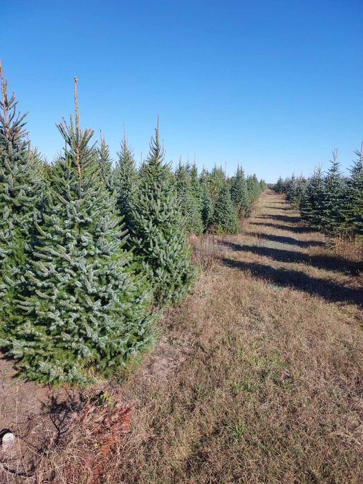 ŚWIERK SREBRNY | Wysoka jakość | HURT