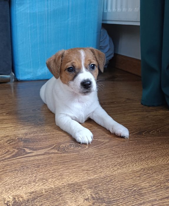 Jack Russell terrier suczka