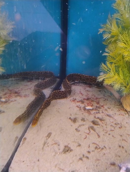 Murena gymnothorax polyuranodon