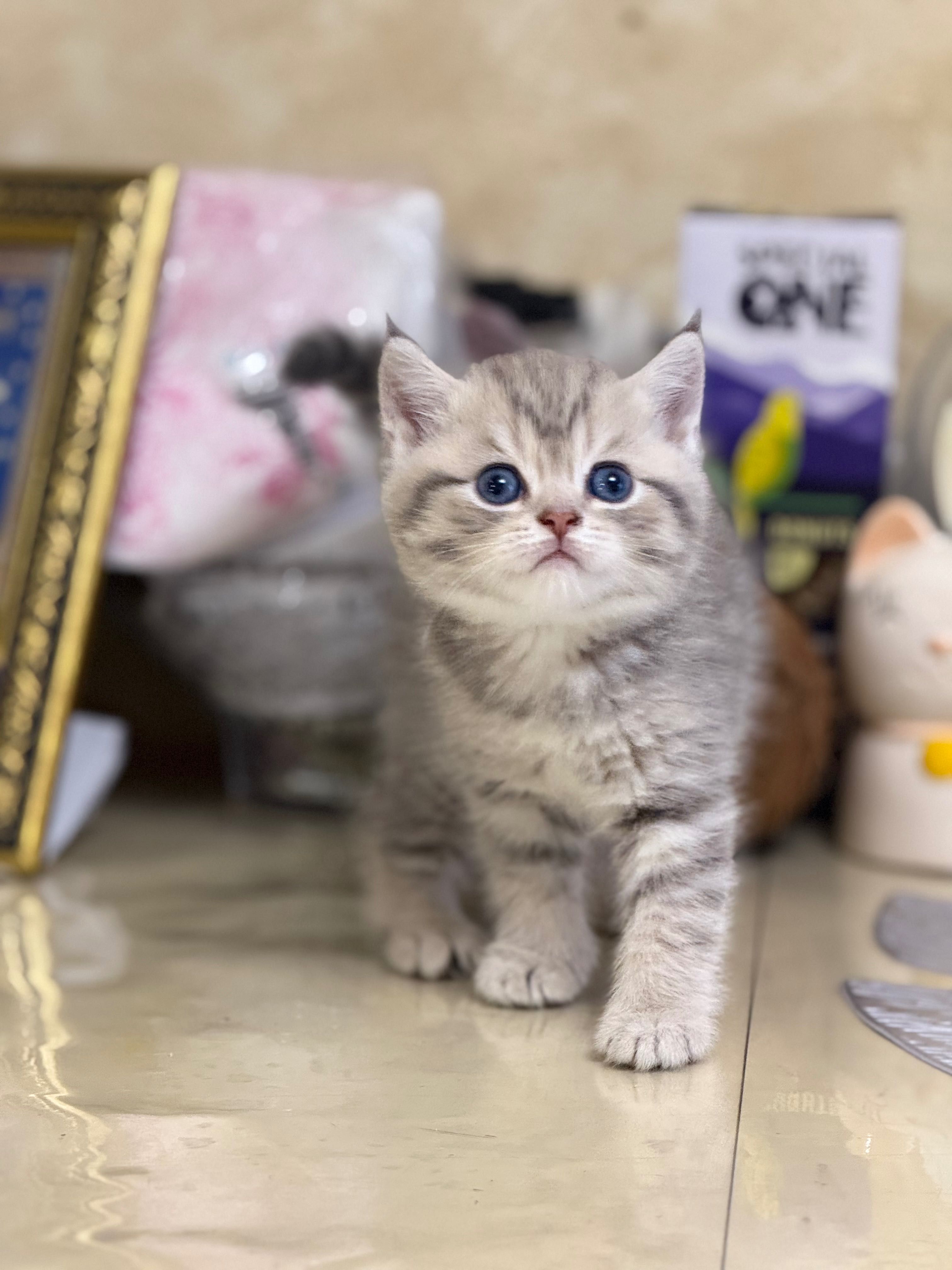 Шотландські кошенята