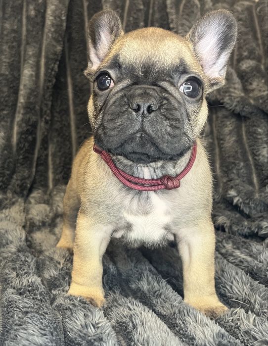 Buldog Francuski - piesek ZKwP/FCI