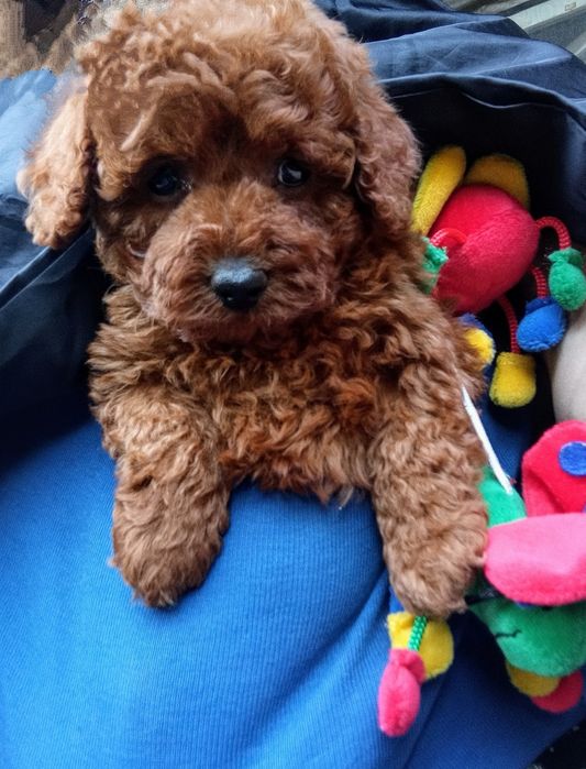 Дівчинка той- Пудель.